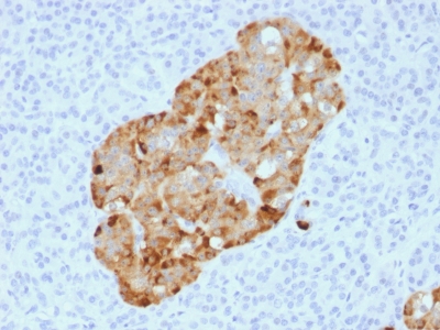 FFPE human pancreas sections stained with 100 ul anti-Chromogranin A (clone CHGA/1731R) at 1:50. HIER epitope retrieval prior to staining was performed in 10mM Citrate, pH 6.0.